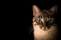 Cat responding to voice at mealtime