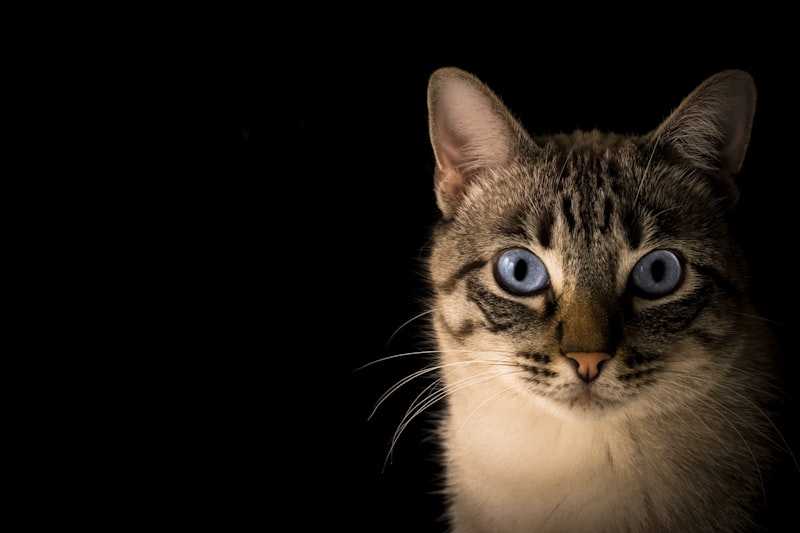Cat responding to voice at mealtime