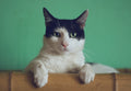 PetCam automatic feeder with camera