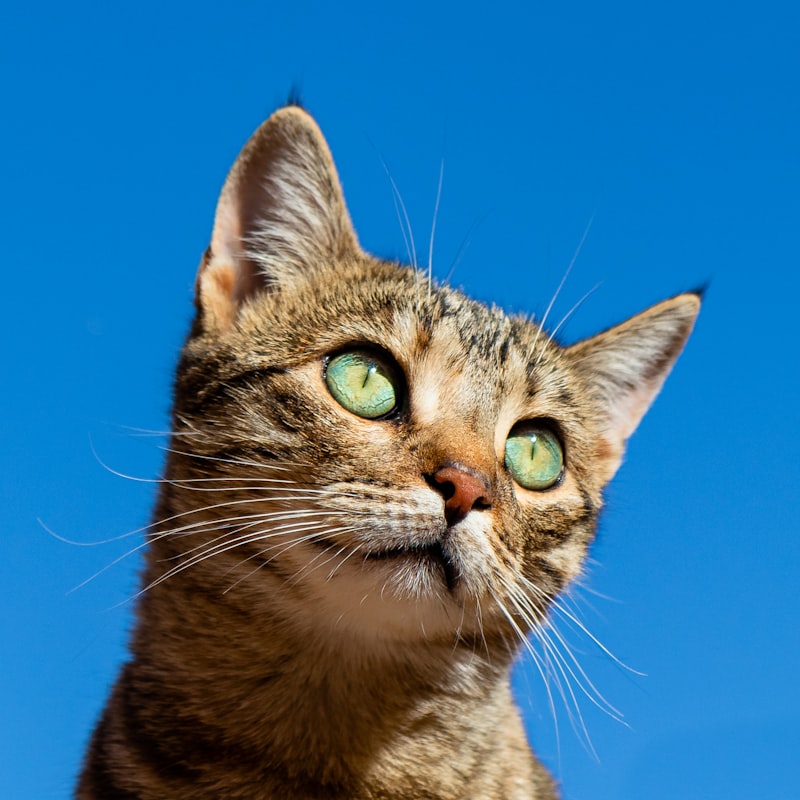 Cat with automatic pet feeder